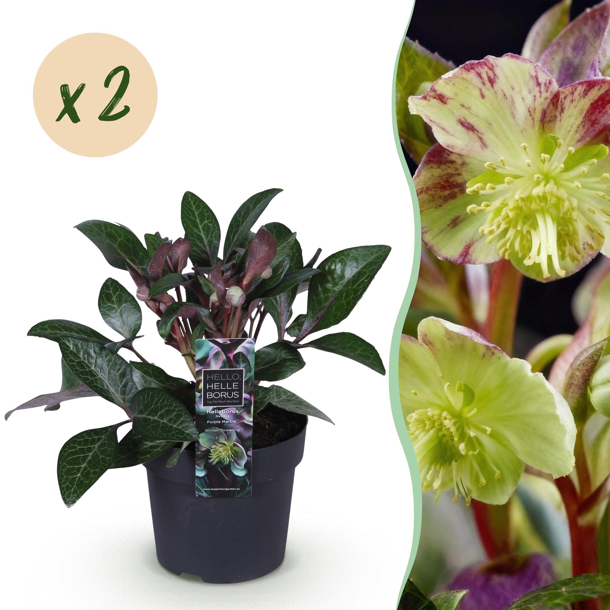 Tuinplant - Lenten Rose - Helleborus lividus Purple Marble - Paarse Bloem -2 Planten - Groenblijvend - Pot 14cm Hoogte 35cm