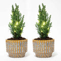 Set van 2 - Kerstboom 'Ellwoodii' + Pot Echo + 20 led lampen - 25 - 30 cm hoog
