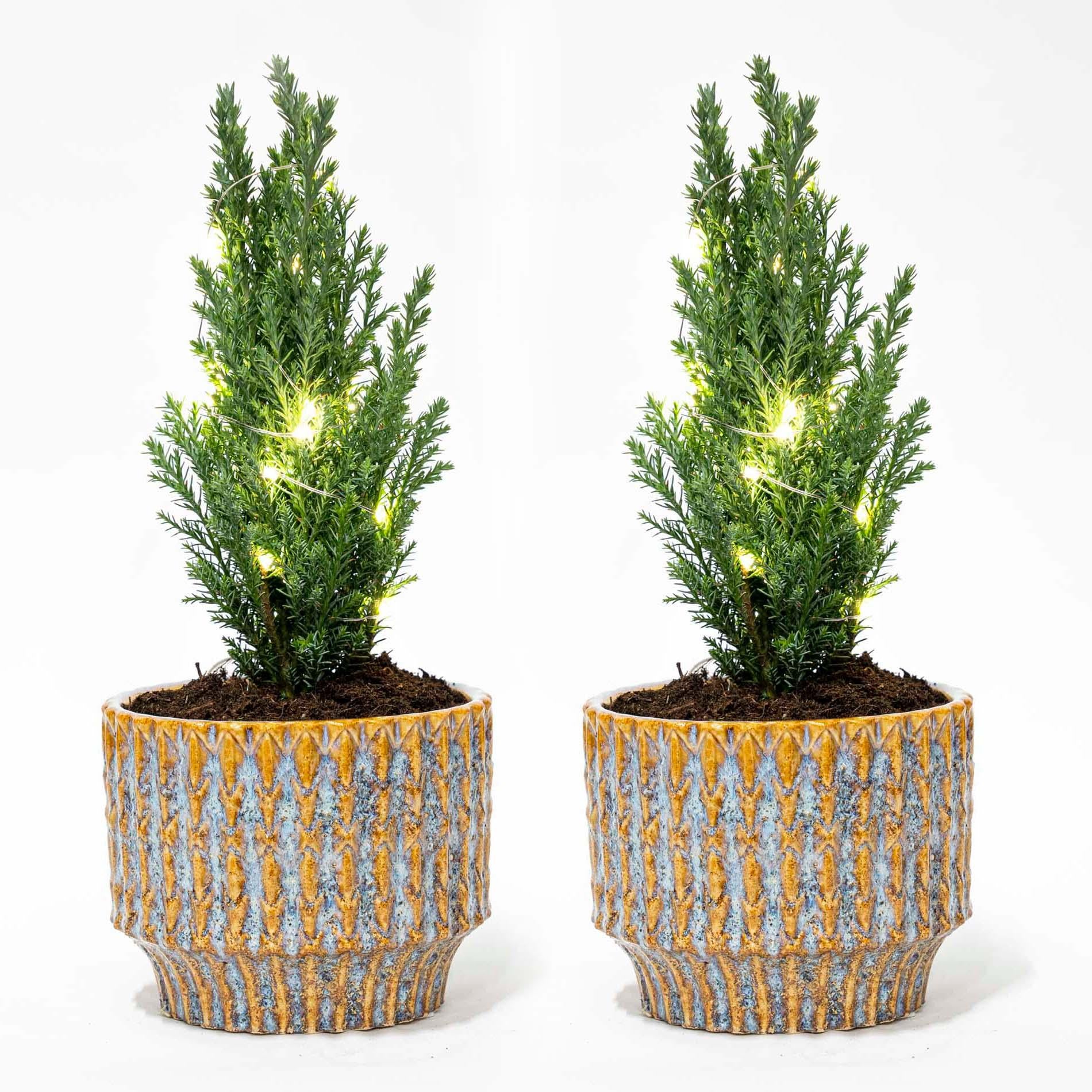 Set van 2 - Kerstboom 'Ellwoodii' + Pot Echo + 20 led lampen - 25 - 30 cm hoog