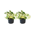 Epipremnum Happy Leaf - 2 stuks - Ø12cm - Ø12