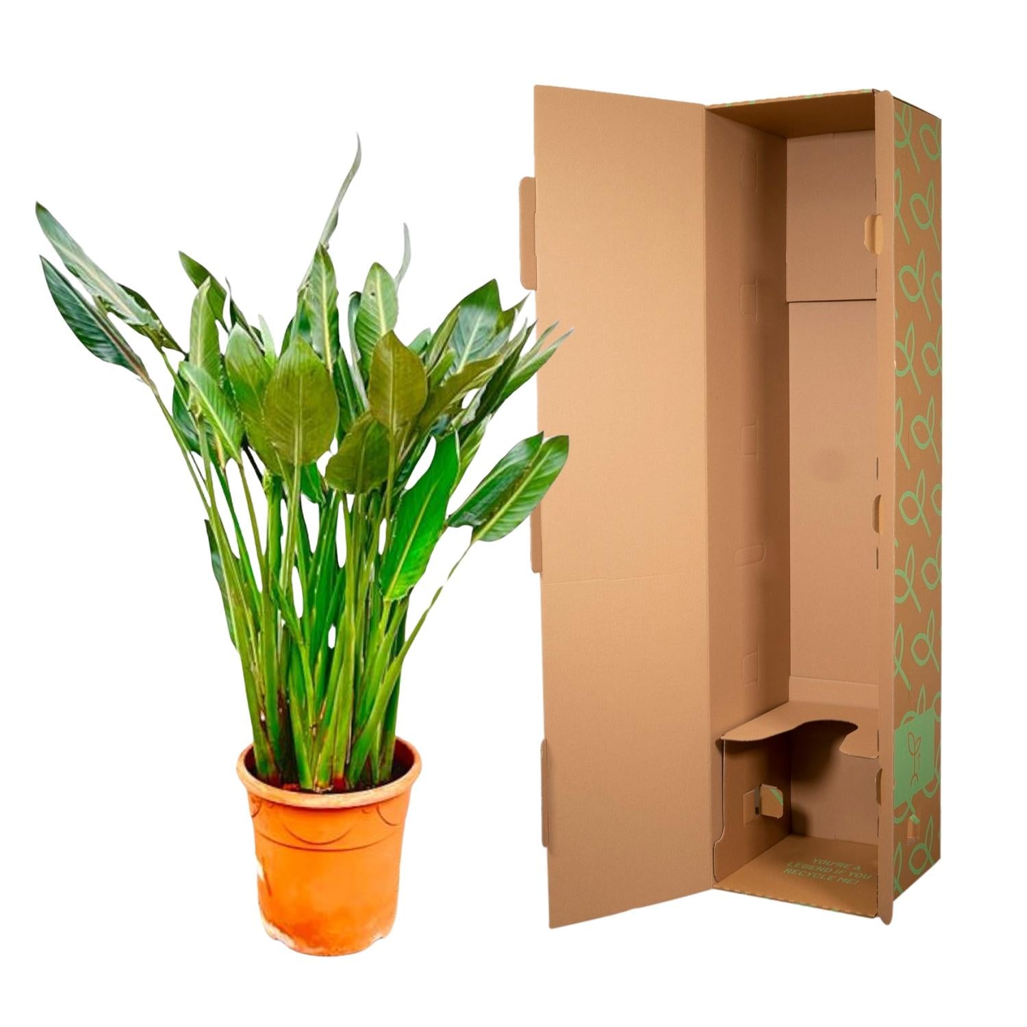 Strelitzia Reginae XL - 150cm - ⌀30