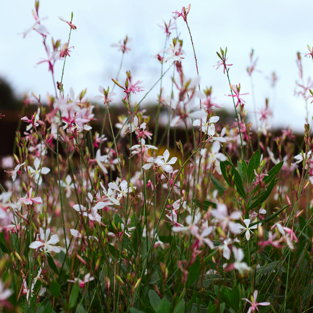 24x Gaura l. 'Siskiyou Pink' - ↕10-25cm - Ø9cm