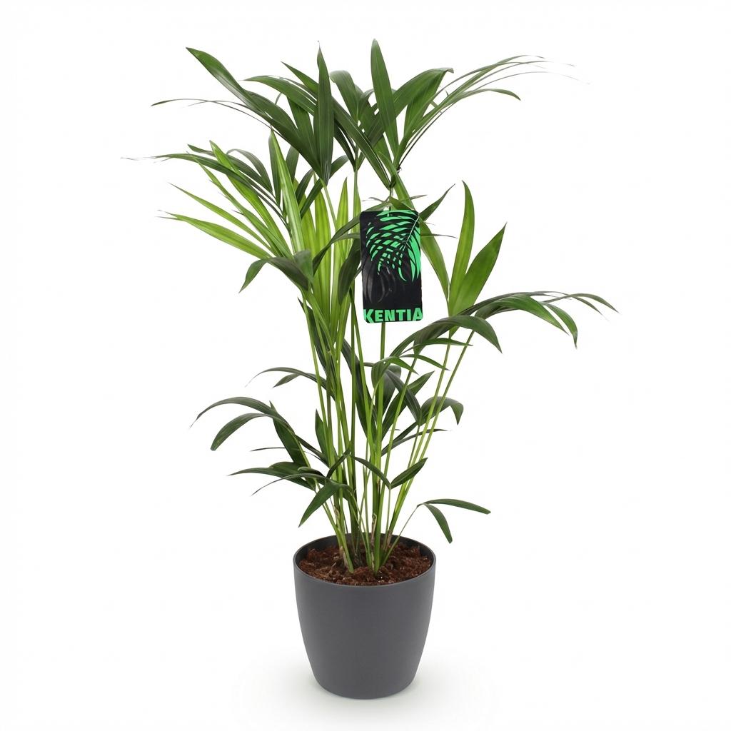Kamerplant - Howea Forsteriana - Kentia Palm - Weinig Onderhoud - Groen - 1 Plant - met Potter Grijs - Pot 19cm - Hoogte 80-85cm