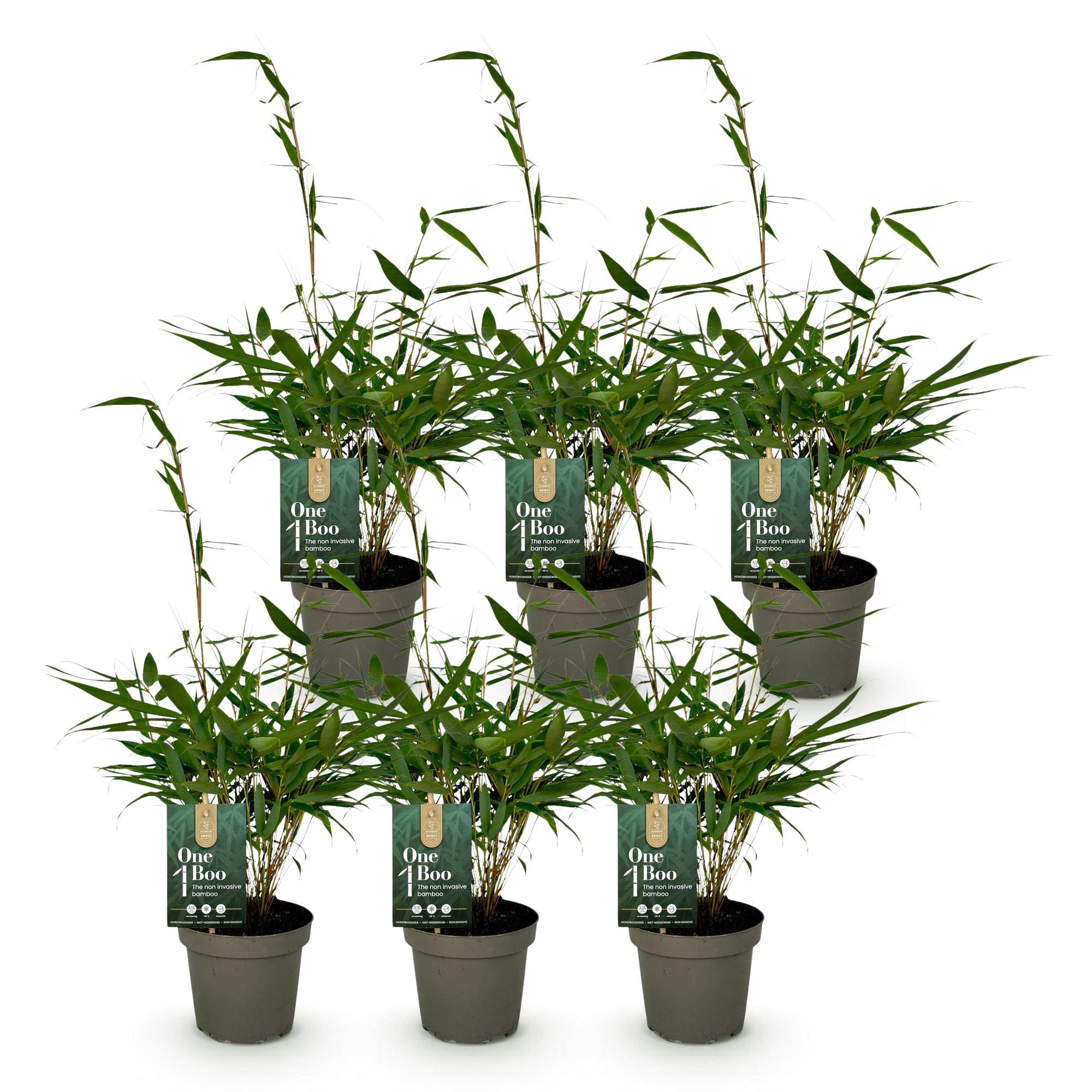 Bamboe - Fargesia robusta Pingwu - Bladhoudend - Niet Woekerend - Groen - 6 Planten - Pot 14cm - Hoogte 35cm