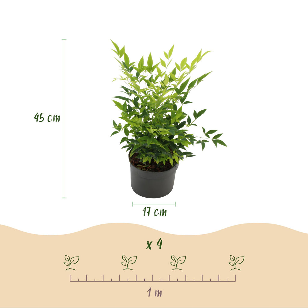 Tuinplant - Nandina Lemon & Lime - Geel - 1 Plant - Groenblijvend - Weinig Onderhoud - Pot 17cm Hoogte 45cm