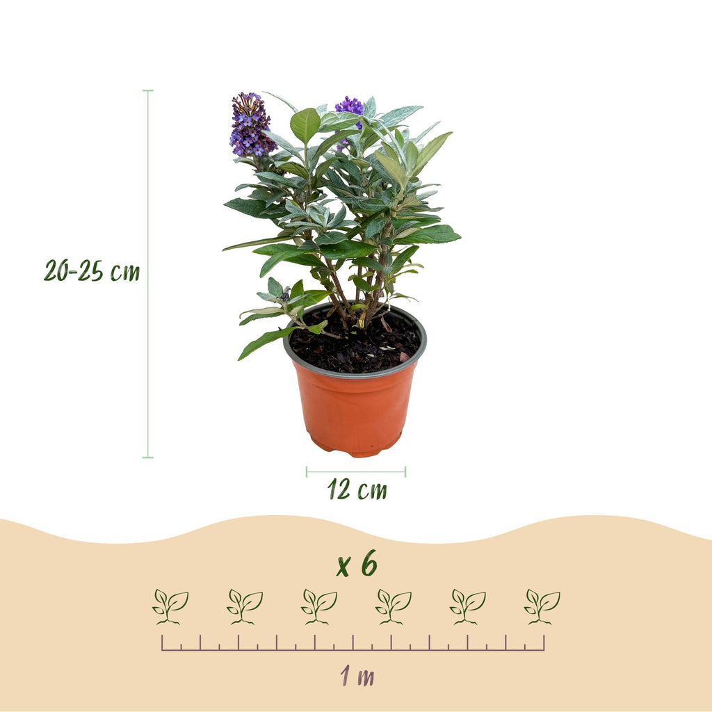 Tuinplant - Buddleja davidii Butterfly Candy Little Lila - Vlinderstruik - Compact - Lila - 1 Plant - Pot 12cm - Hoogte 20-25cm