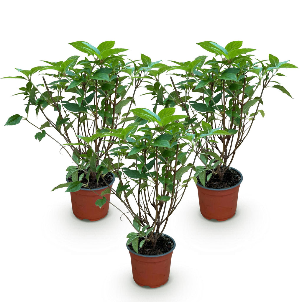 Tuinplant - Hydrangea panniculata Limelight - Pluimhortensia - Winterhard - Lime Groen - 3 Planten - Pot 12cm - Hoogte Hoogte 20-30cm