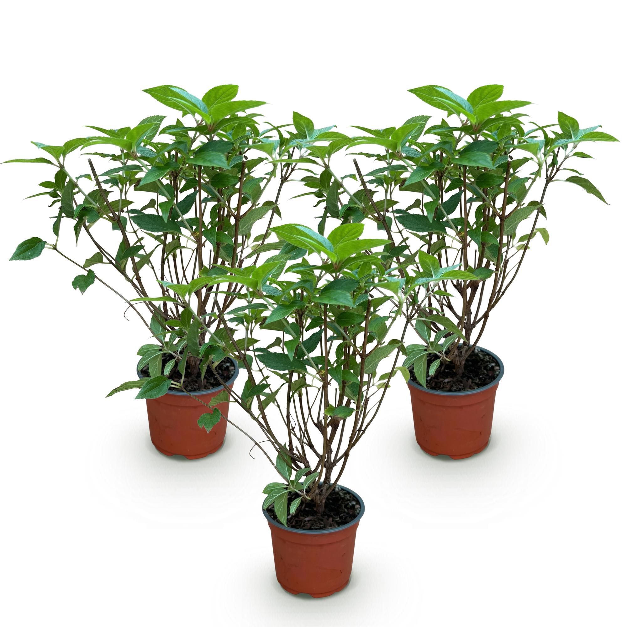 Tuinplant - Hydrangea panniculata Limelight - Pluimhortensia - Winterhard - Lime Groen - 3 Planten - Pot 12cm - Hoogte Hoogte 20-30cm