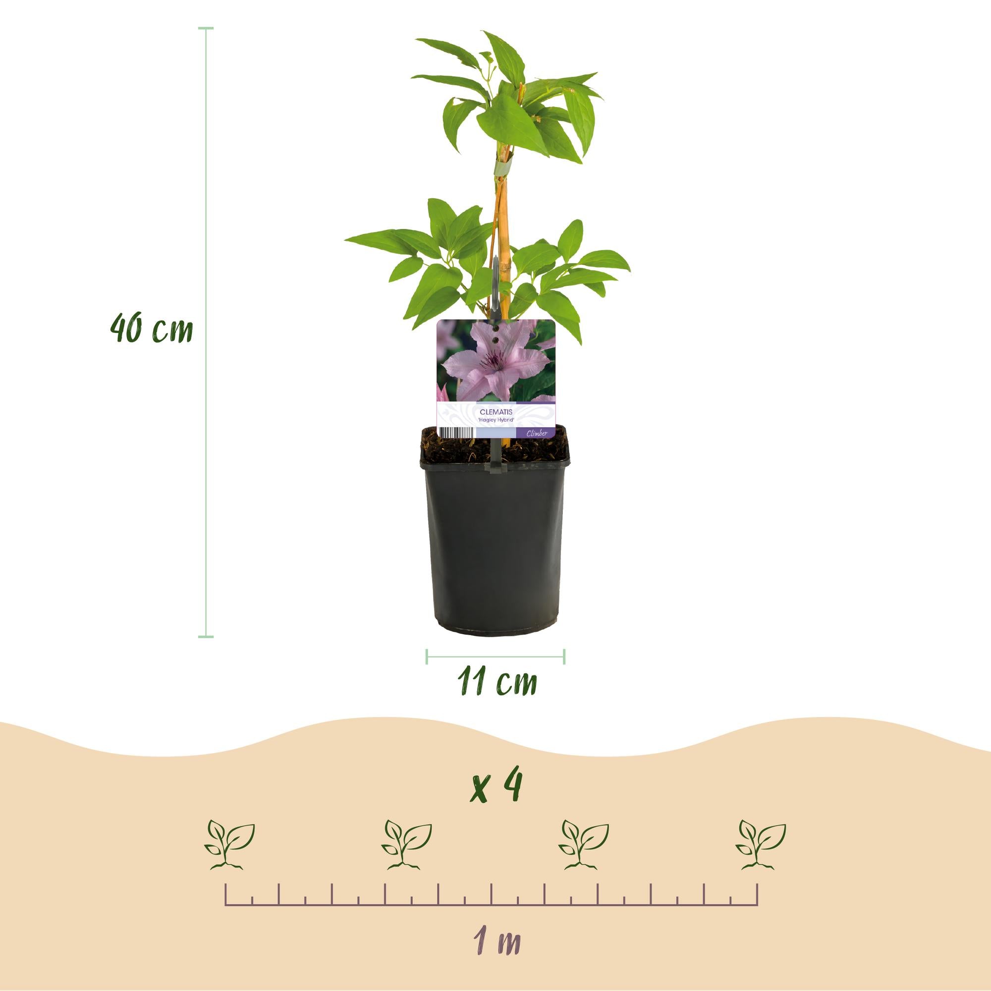 Klimplant - Clematis Hagley Hybrid - Bloem Roze - Weinig onderhoud -2 planten -  Pot 11cm Hoogte 40cm