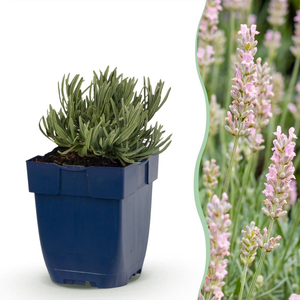 Vasteplant - Lavandula ang. Rosea - Lavendel - Geurend - Roze - 6 Planten - Pot 11cm - Hoogte 15-25cm