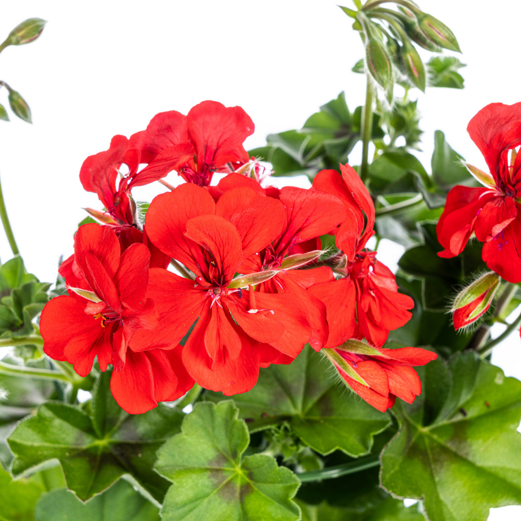 8x Pelargonium Peltatum Rot Ø12 cm - ↕20 cm