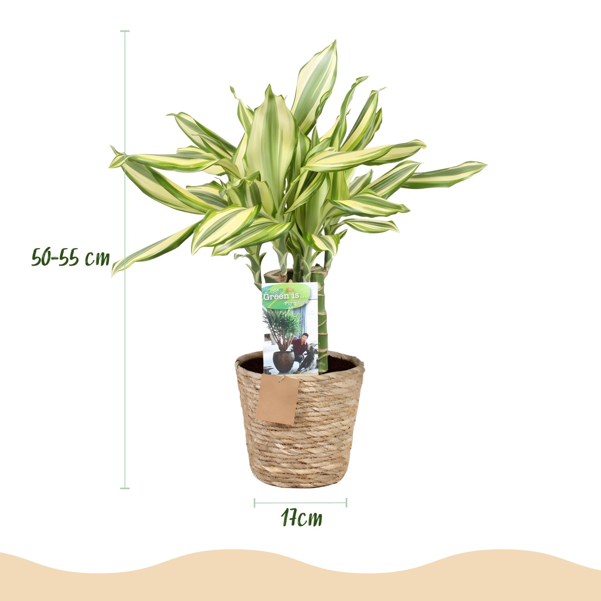 Green is... Kamerplanten - Dracaena fragrans Diamond Dream - Drakenbloedboom - Weinig onderhoud - met mand - Groen - 1 Plant - Pot 17cm - Hoogte 50-55cm