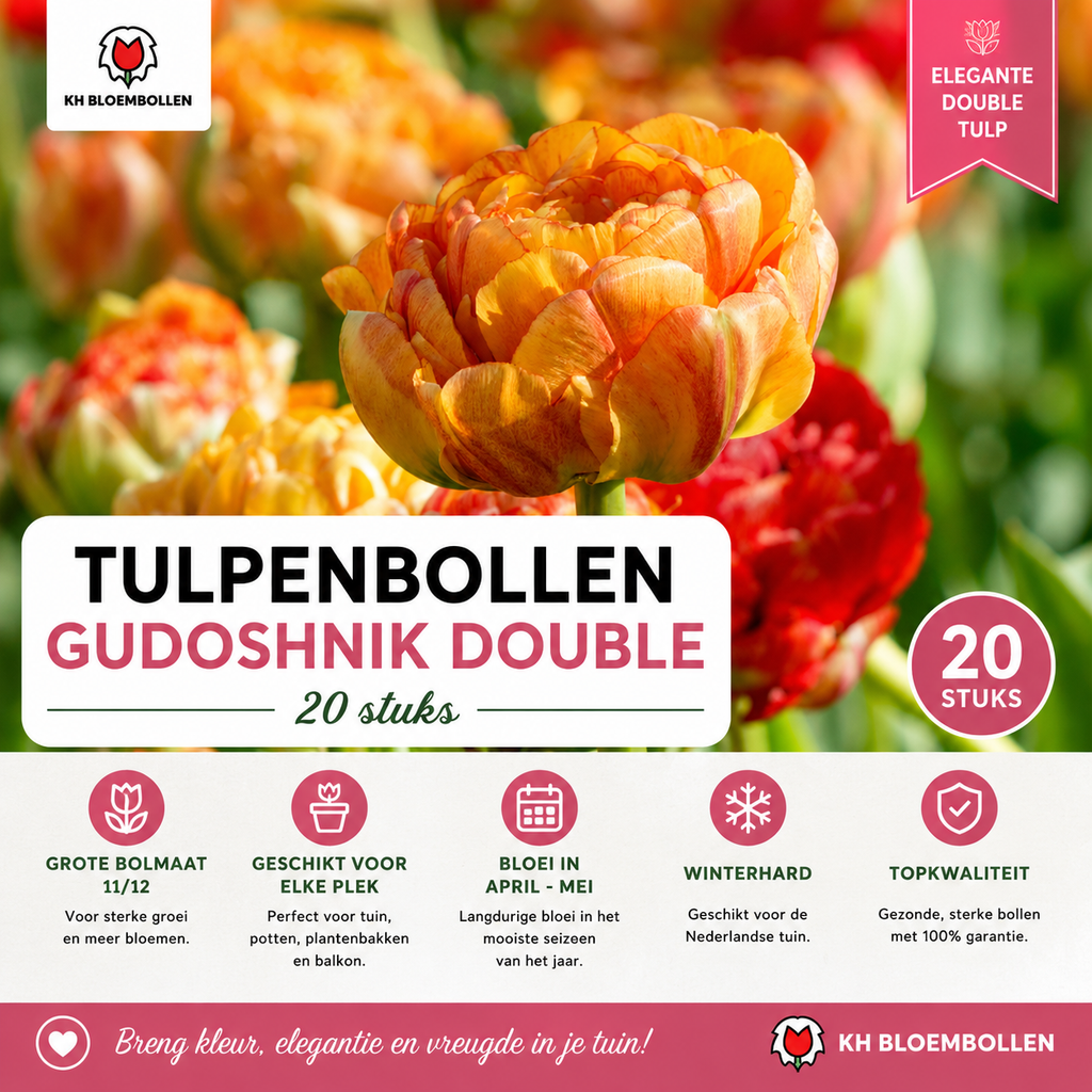 Tulpenbollen Gudoshnik Double – 20 Stuks | KH Bloembollen® | Geel, Oranje & Rode Dubbelbloemige Tulp – Pioenachtig & Kleurrijk – Voor Tuin of Pot – Maat 11/12 – Vers van de Teler