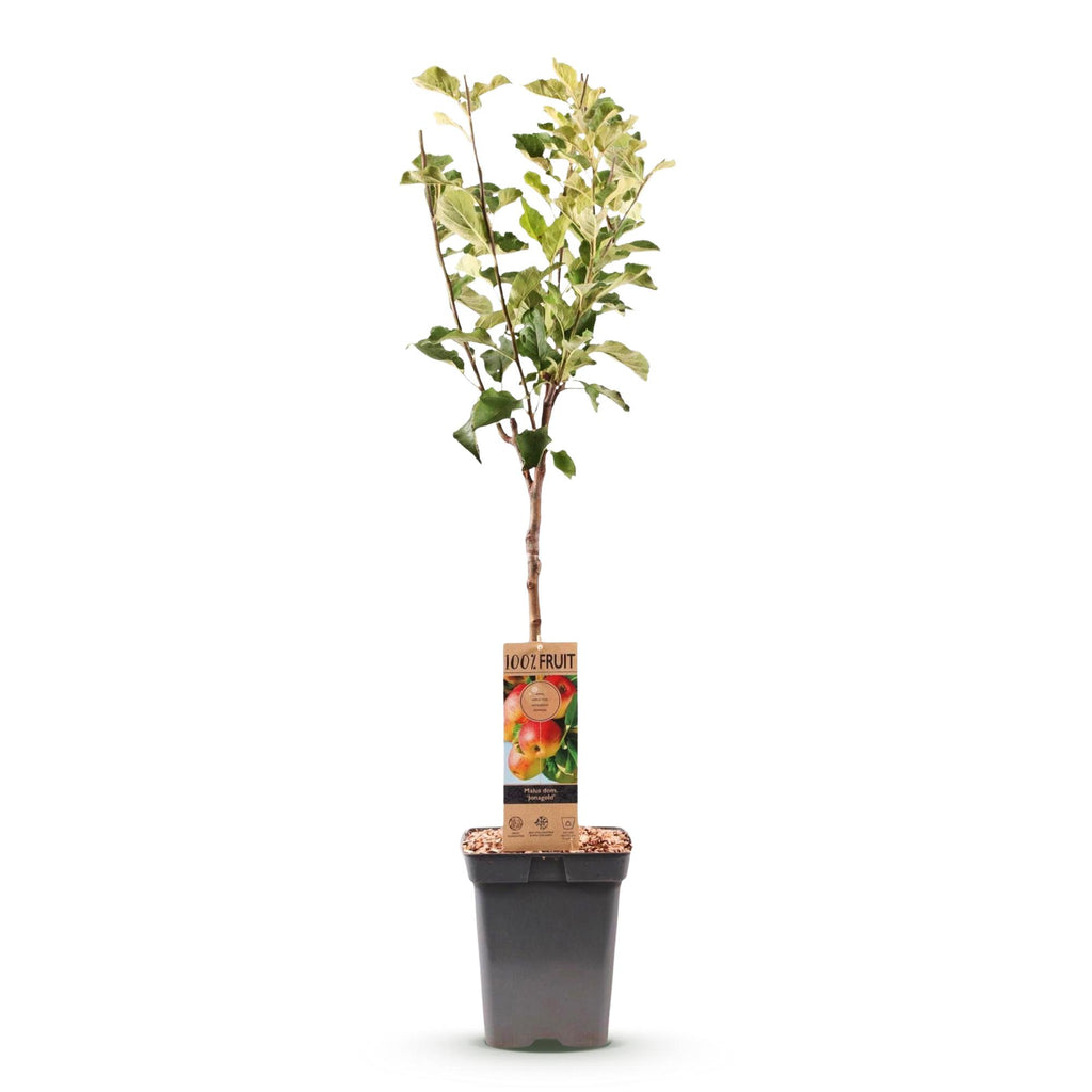 Fruitboom - Malus domestica Jonagold - Appelboom - Winterhard - Geel-Groene Appel - 1 Plant - Pot 21cm - Hoogte 90cm