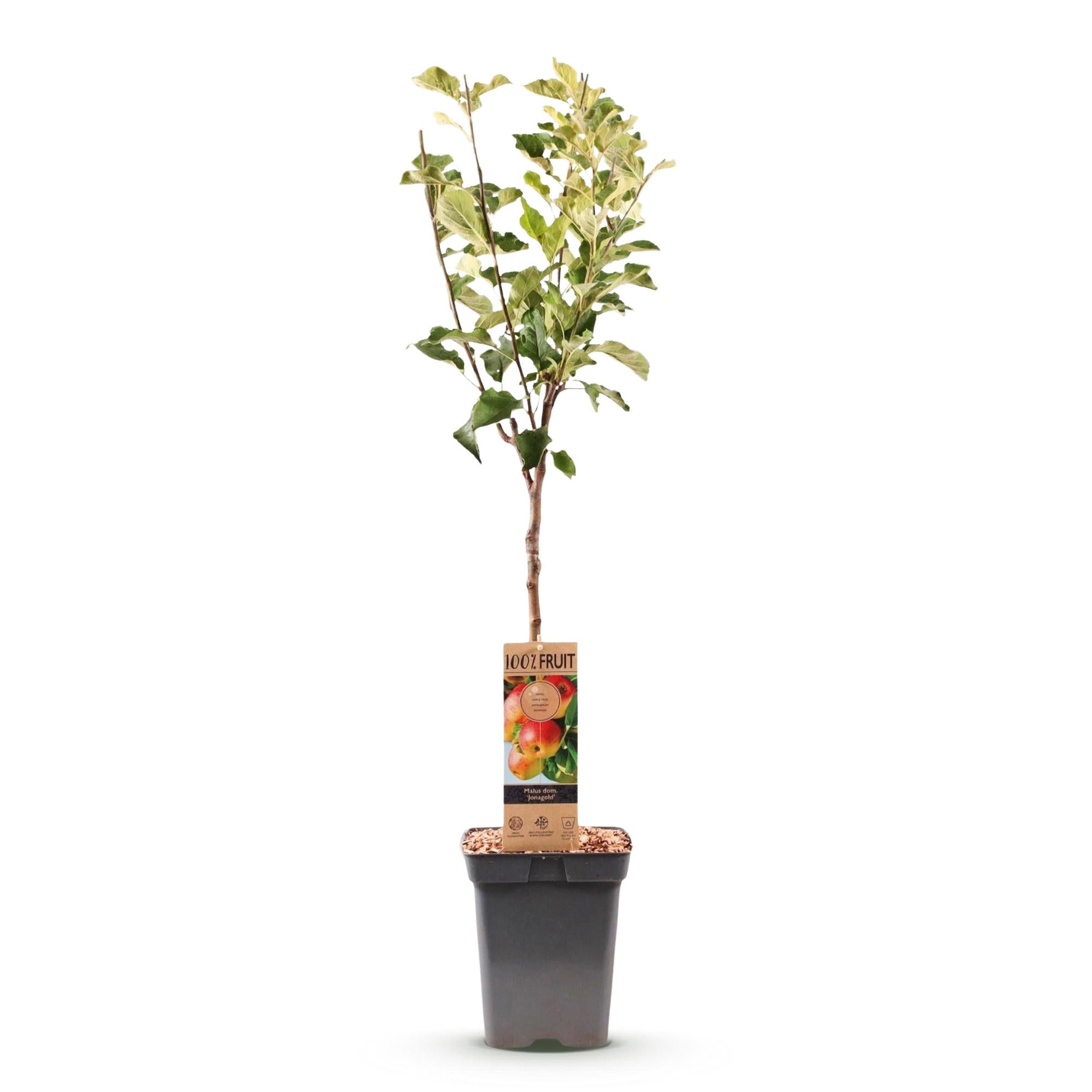 Fruitboom - Malus domestica Jonagold - Appelboom - Winterhard - Geel-Groene Appel - 1 Plant - Pot 21cm - Hoogte 90cm