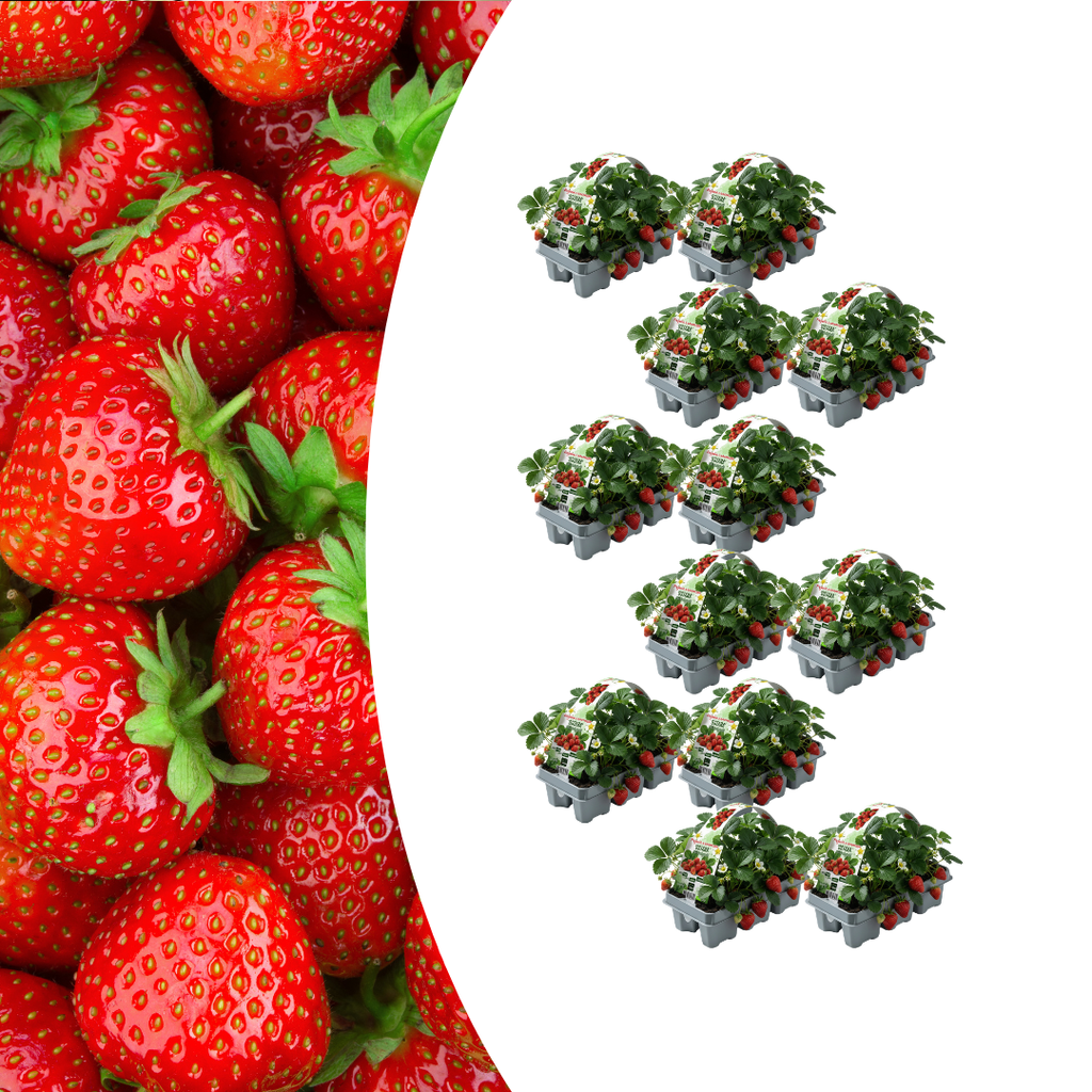 Aardbeien 6 pack (Fragaria) 100% biologisch 12x