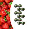 Aardbeien 6 pack (Fragaria) 100% biologisch 12x
