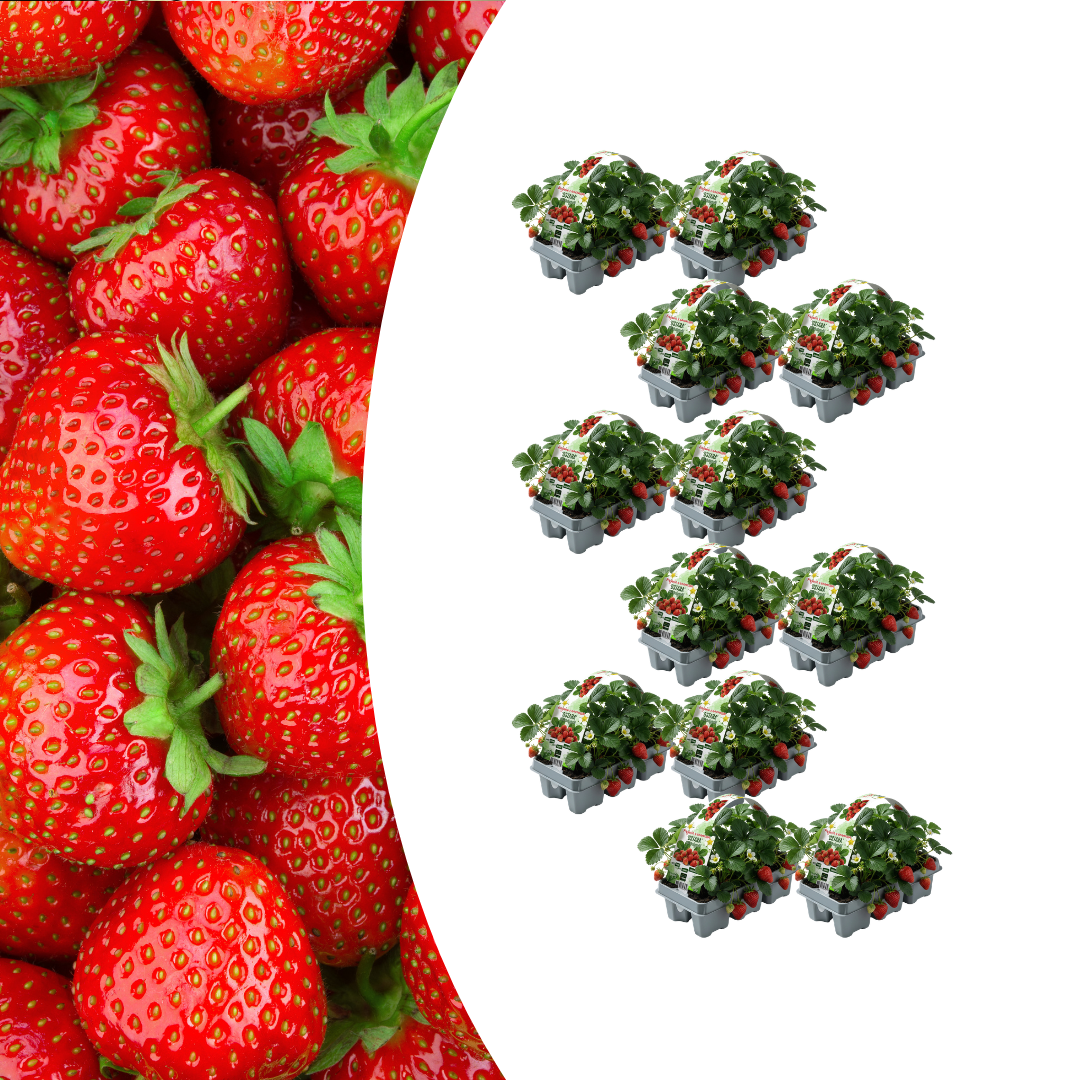 Aardbeien 6 pack (Fragaria) 100% biologisch 12x