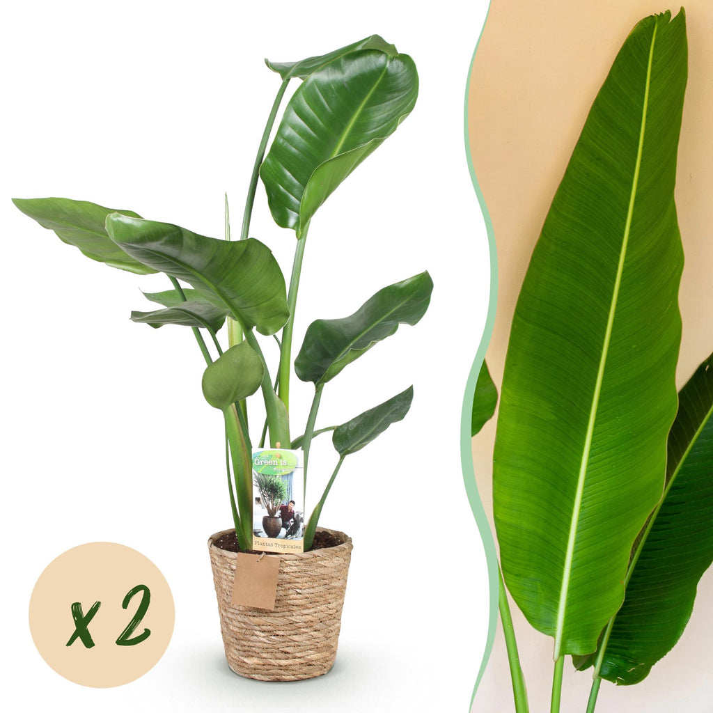Green is... Kamerplanten - Stelitzia Nicolai - Paradijsvogelbloem - Weinig onderhoud - met mand - Groen - 2 Planten - Pot 17cm - Hoogte 70-90cm