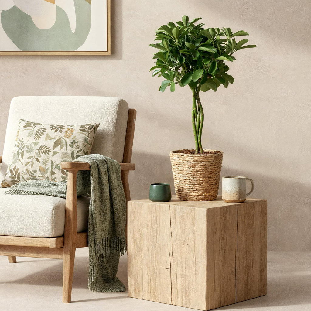 Green is... Kamerplanten - Schefflera Nora - Vingerboom - Weinig onderhoud - Groen - 1 Plant - Pot 21cm - Hoogte 70-82cm