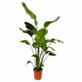 Strelitzia Nicolai - 170 cm - ⌀24