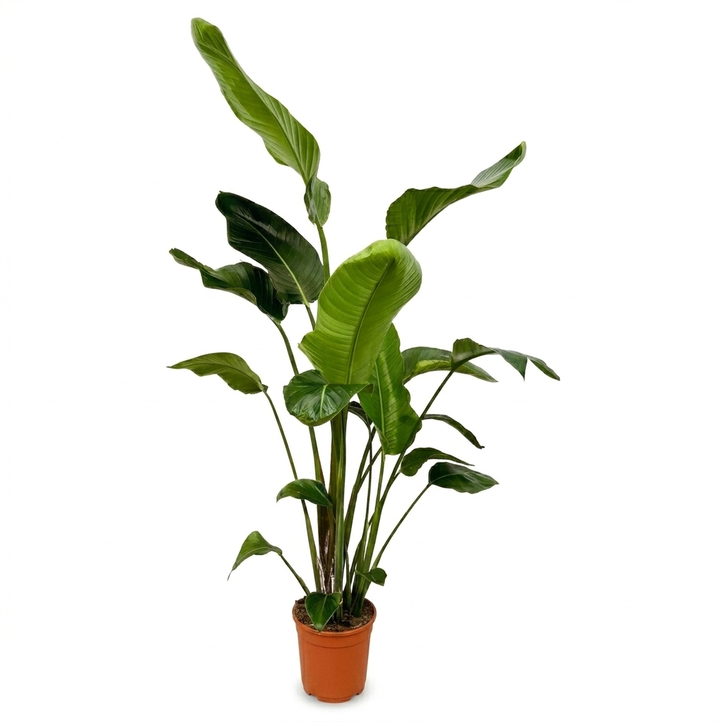 Strelitzia Nicolai - 170 cm - ⌀24