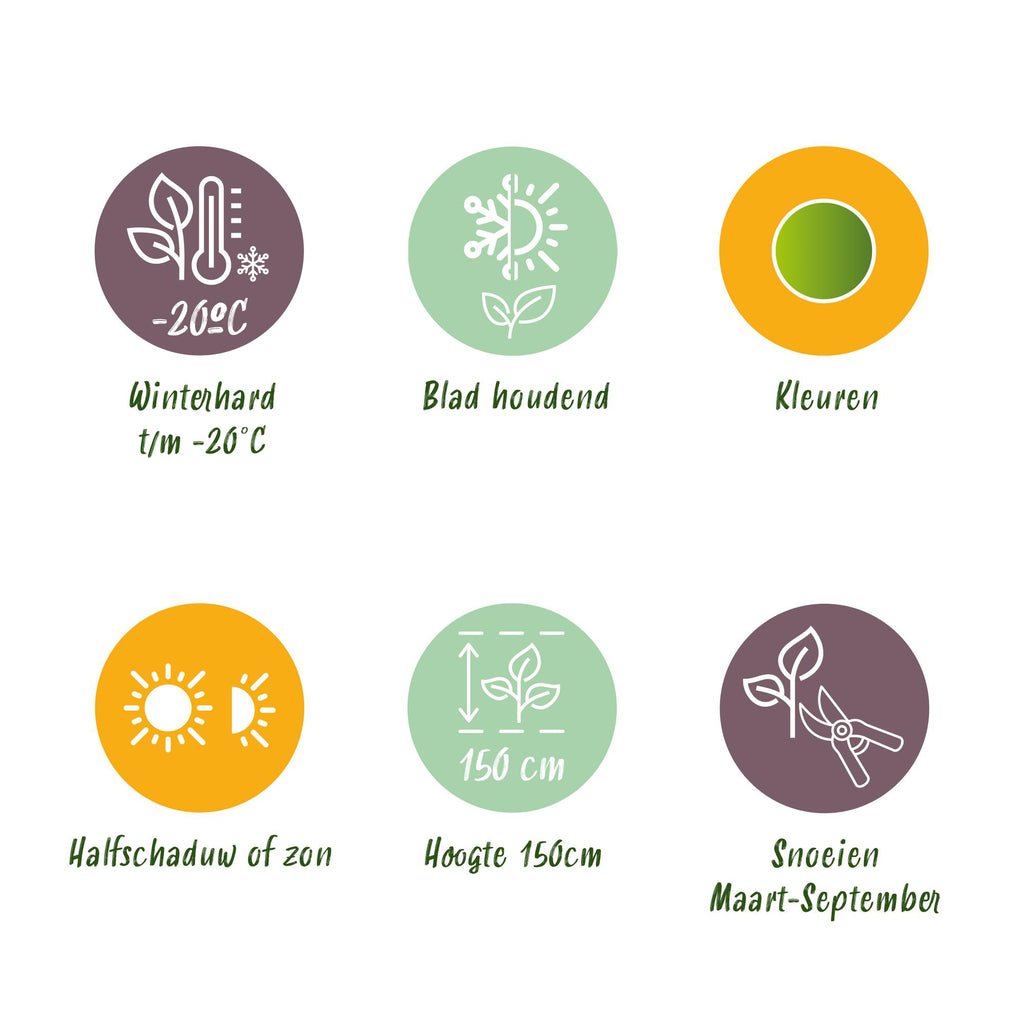 Buxus Haag - BetterBuxus Babylon Beauty - Resistant tegen de Buxus Schimmel - 14 planten - 2 strekkende meter - pot 10,5cm hoogte 25-30