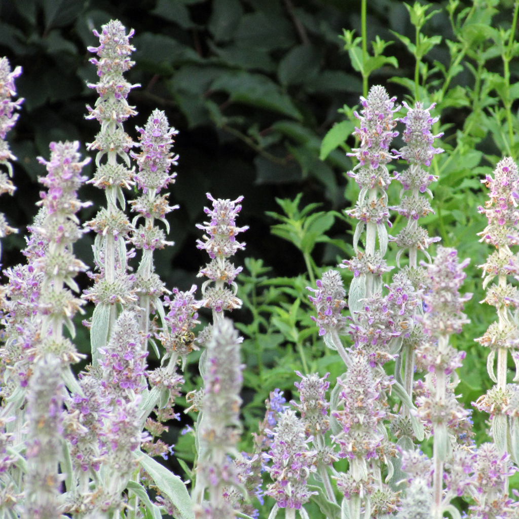 24x Stachys byzantina 'Silver Carpet' - ↕10-25cm - Ø9cm