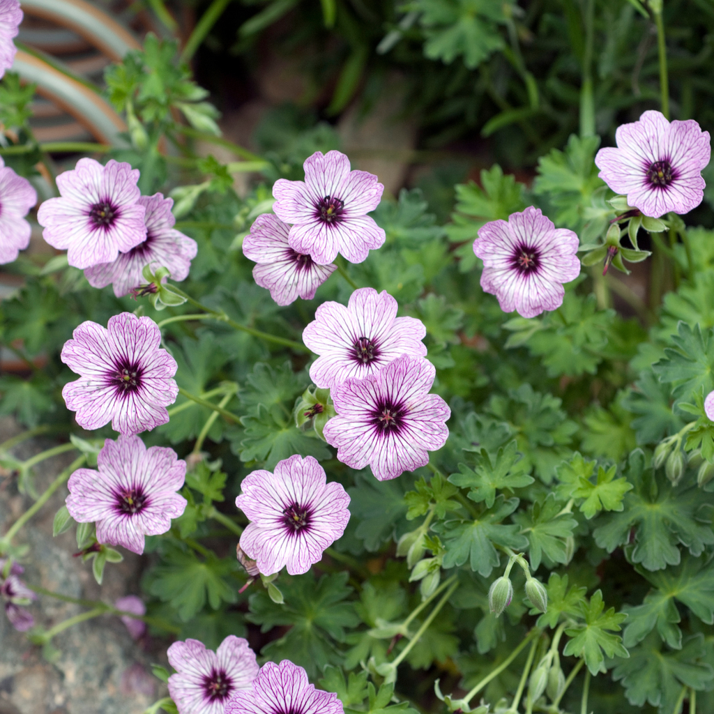 48x Geranium cin. 'Ballerina' - ↕10-25cm - Ø9cm