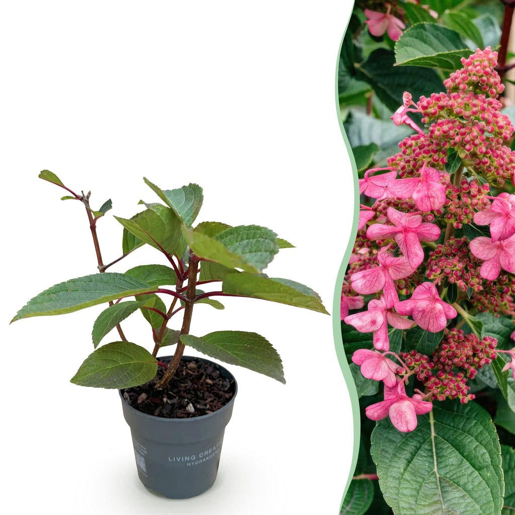 Tuinplant - Hydrangea panniculata Living Infinity - Pluimhortensia - Winterhard - Wit - 1 Plant - Pot 12cm - Hoogte Hoogte 20-30cm