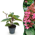 Tuinplant - Hydrangea panniculata Living Infinity - Pluimhortensia - Winterhard - Wit - 1 Plant - Pot 12cm - Hoogte Hoogte 20-30cm