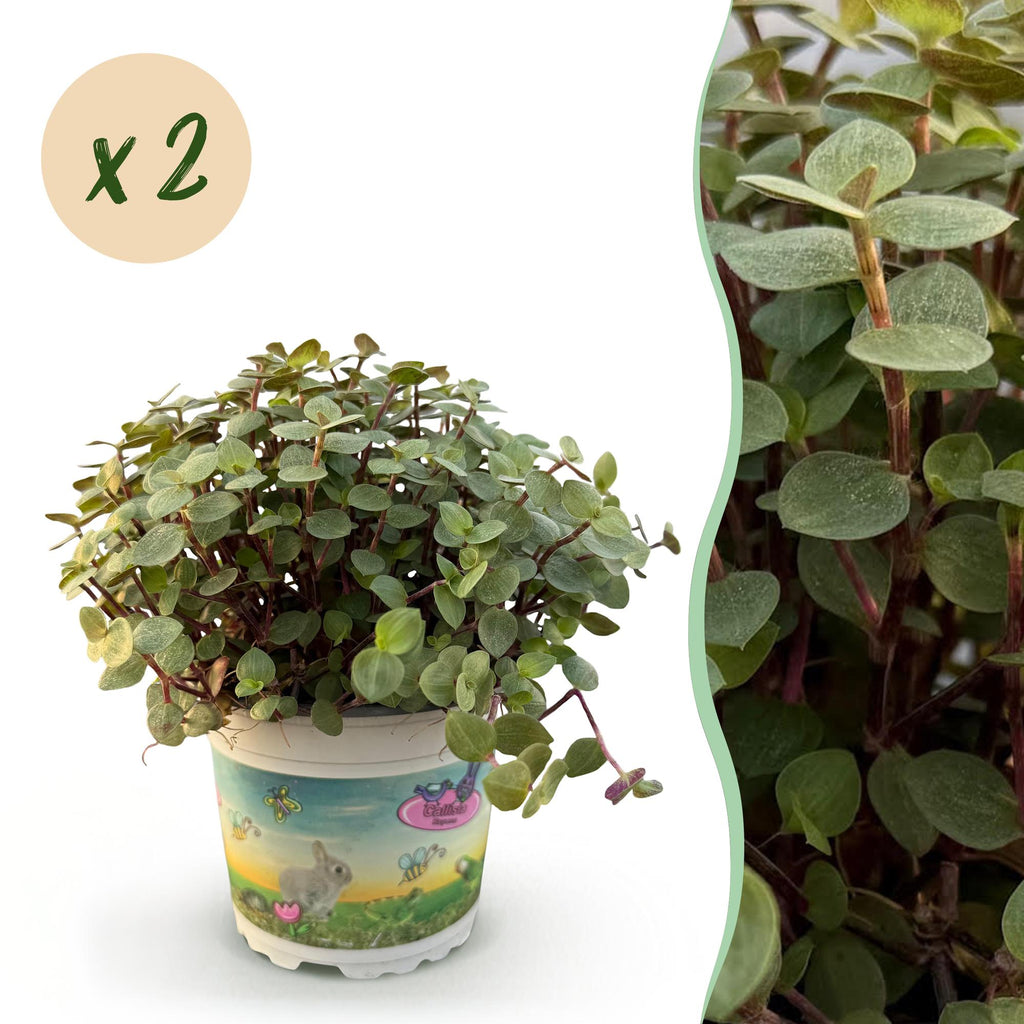 Kamerplant - Calissia repens - Kattengras - Huisdiervriendelijk - Groen - 2 Planten - Pot 12cm - Hoogte 17-20cm