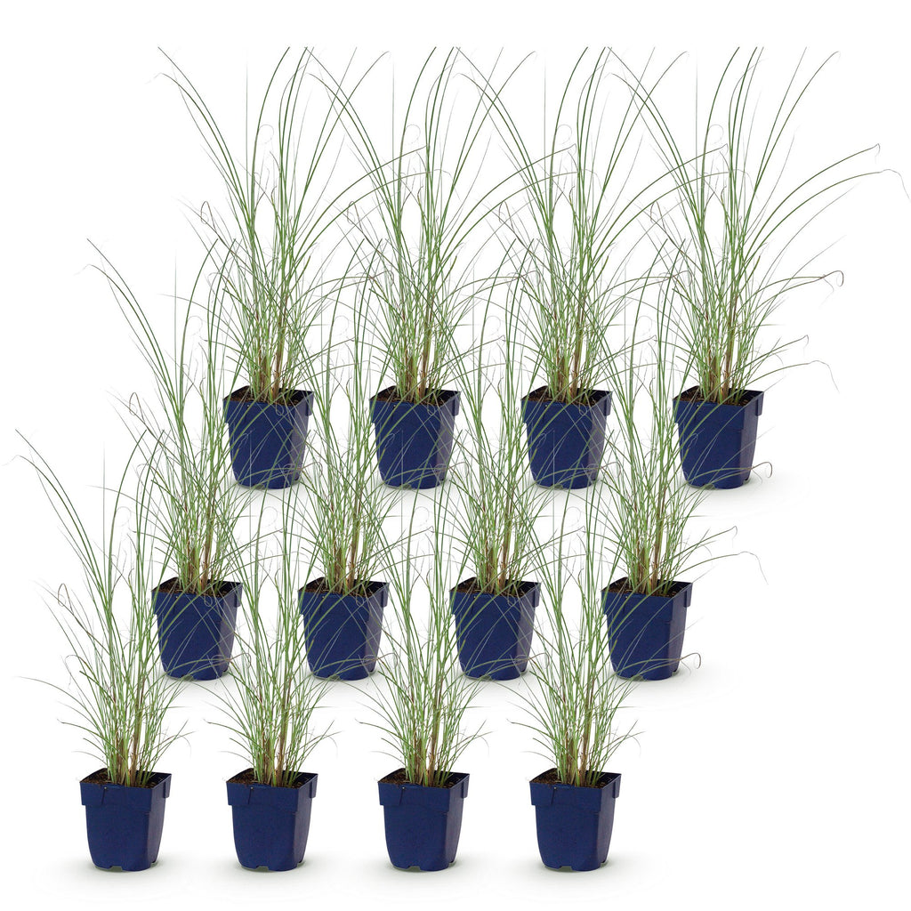 Grassen - Miscanthus sin. Morning Light - Pampusgras - Met Pluim - Zilver - 12 Planten - Pot 11cm - Hoogte 15-25cm