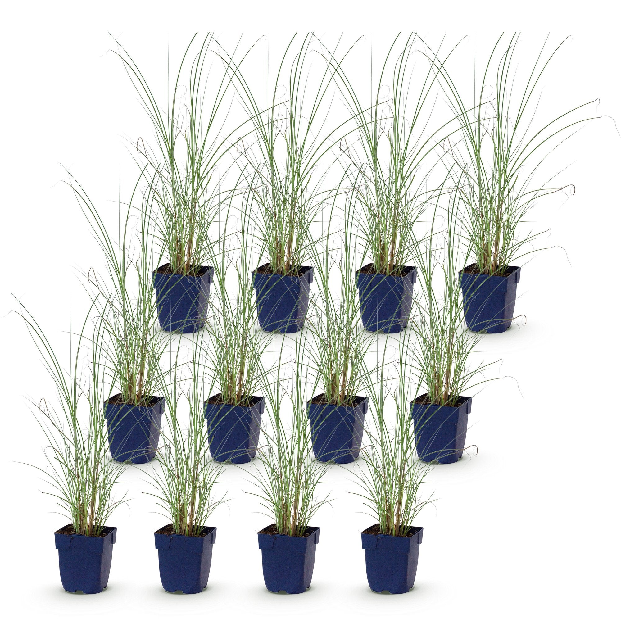 Grassen - Miscanthus sin. Morning Light - Pampusgras - Met Pluim - Zilver - 12 Planten - Pot 11cm - Hoogte 15-25cm