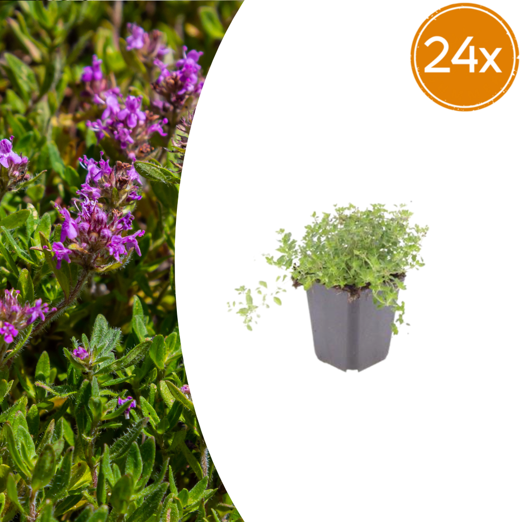 24x thymus serpyllum - ↕10-25cm - Ø9cm