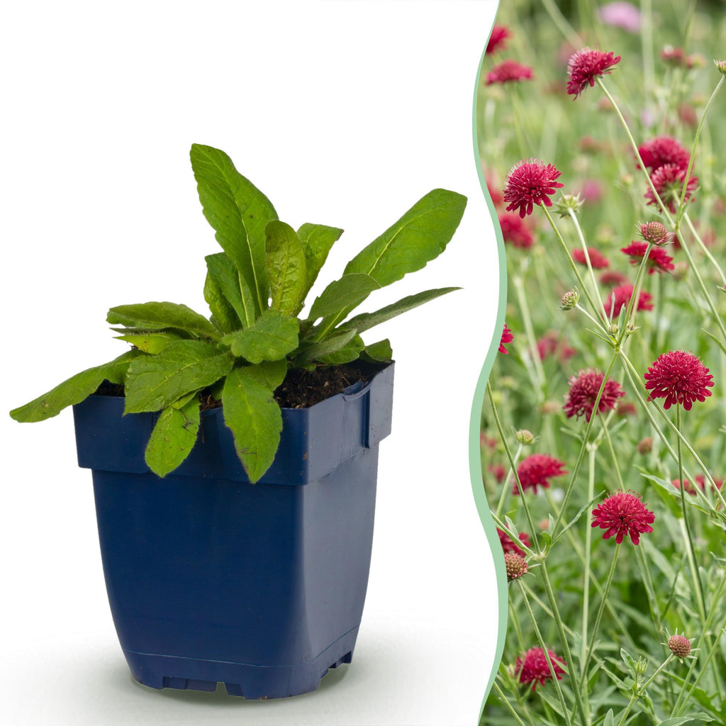 Vasteplant - Knautia macedonica - Beemdkroon - Bijen- en vlinderlokkers - Donker Rood - 6 Planten - Pot 11cm - Hoogte 15-25cm