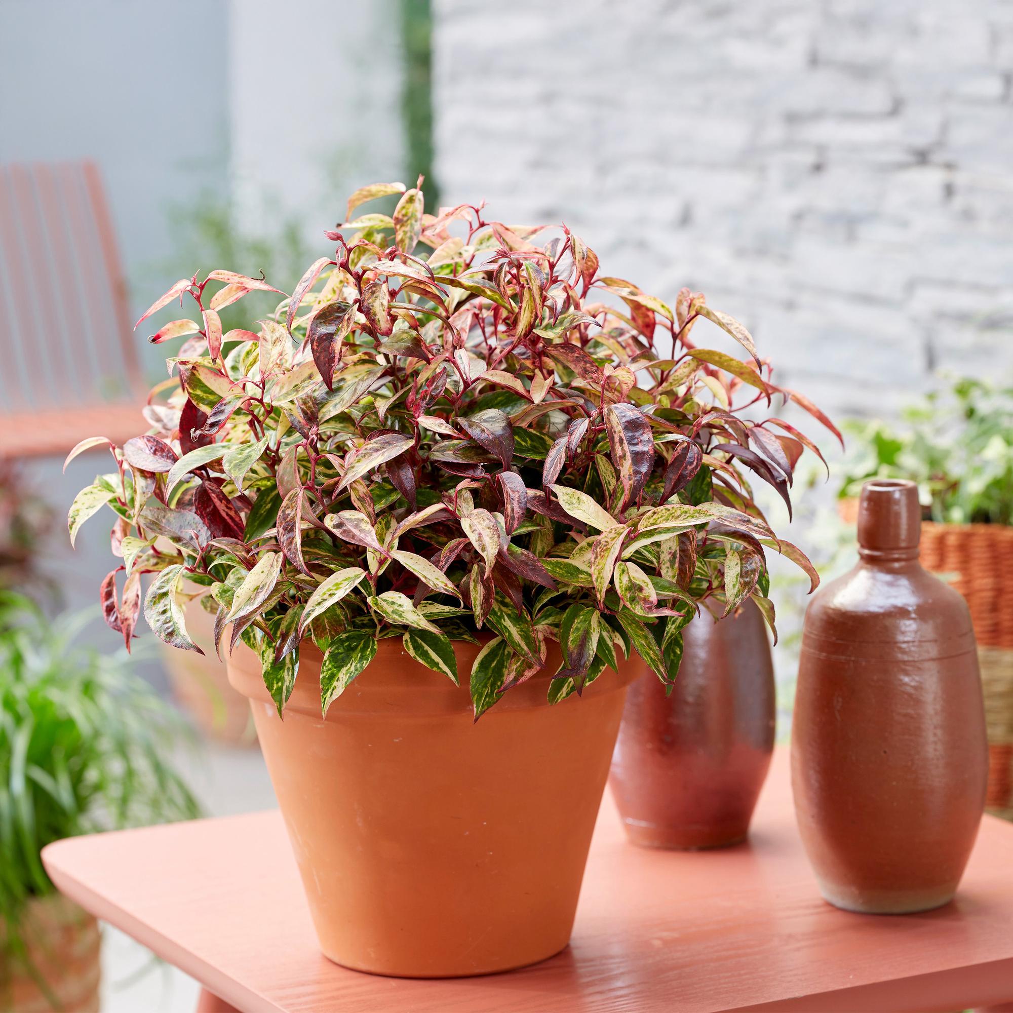 Tuinplant - Leucothoe Makijaz - Bruin - 2 Planten - Groenblijvend - Weinig Onderhoud - Pot 17cm Hoogte 45cm