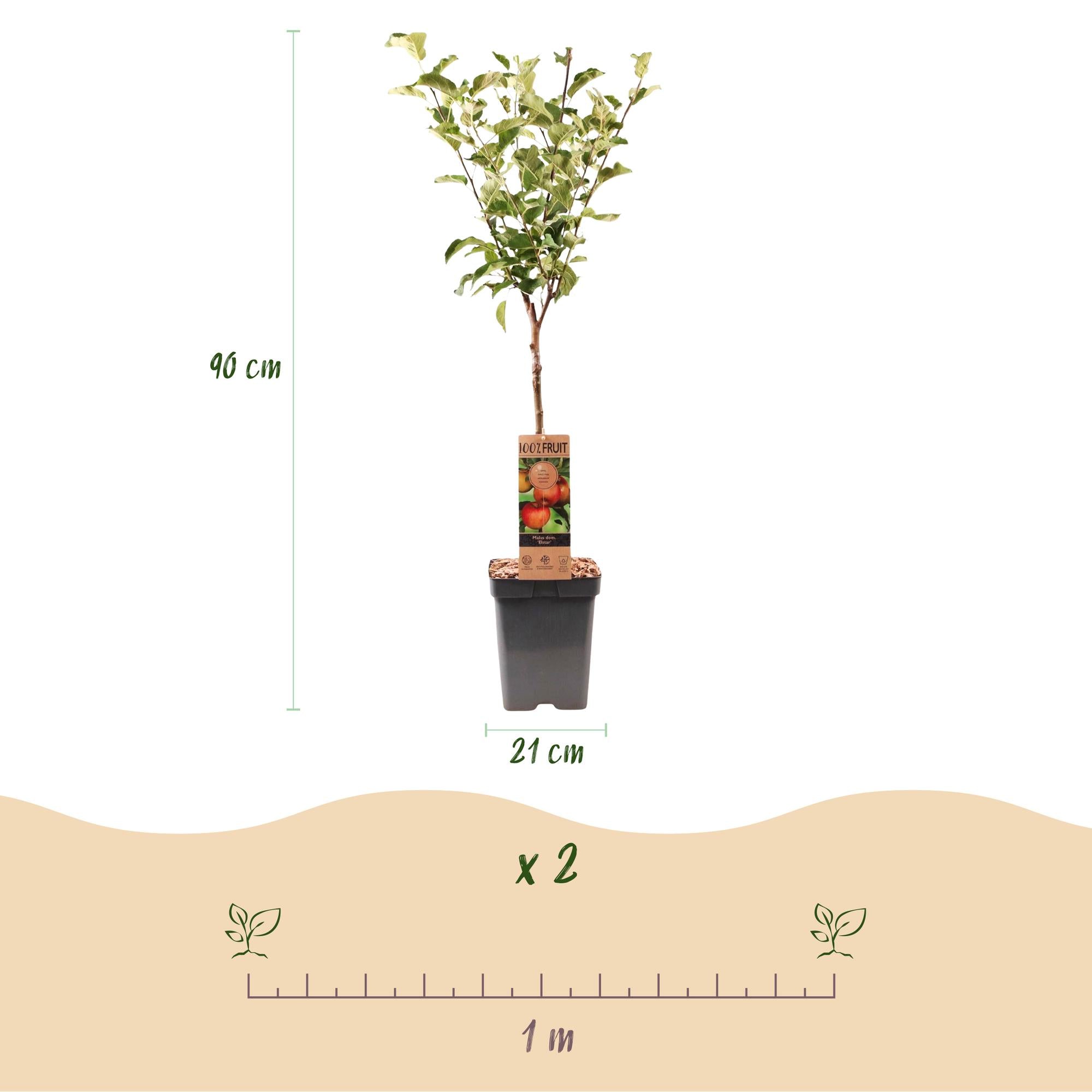 Fruitboom - Malus domestica Elstar - Appelboom - Winterhard - Rood-Groene Appel - 1 Plant - Pot 21cm - Hoogte 90cm