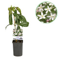 Klimplant - Clematis armandii Apple Blossom - Bloem Roze - Groenblijvend - Weinig onderhoud - 1 Plant pot 11cm Hoogte 40cm