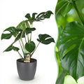 Kamerplanten - Monstera Deliciosa - Gatenplant - Weinig onderhoud - Groen - 1 Plant - met Potter Grijs - Pot 21cm - Hoogte 70-80cm