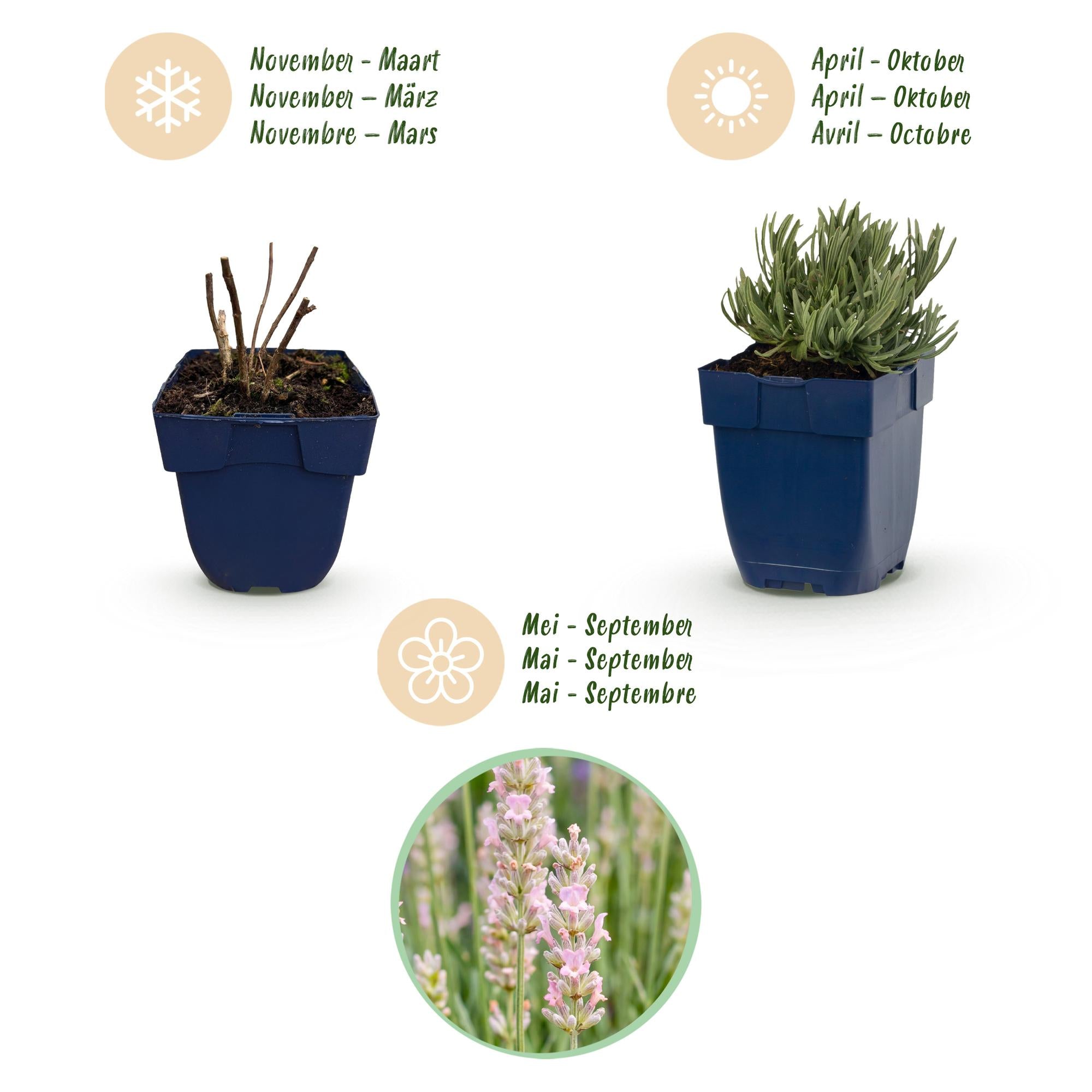 Vasteplant - Lavandula ang. Rosea - Lavendel - Geurend - Roze - 1 Plant - Pot 11cm - Hoogte 15-25cm