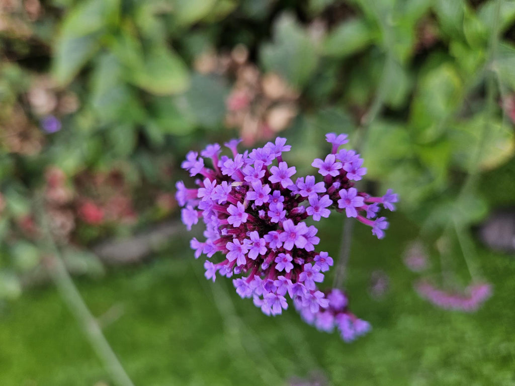 60x Verbena bon. 'Lollipop' - ↕10-25cm - Ø9cm