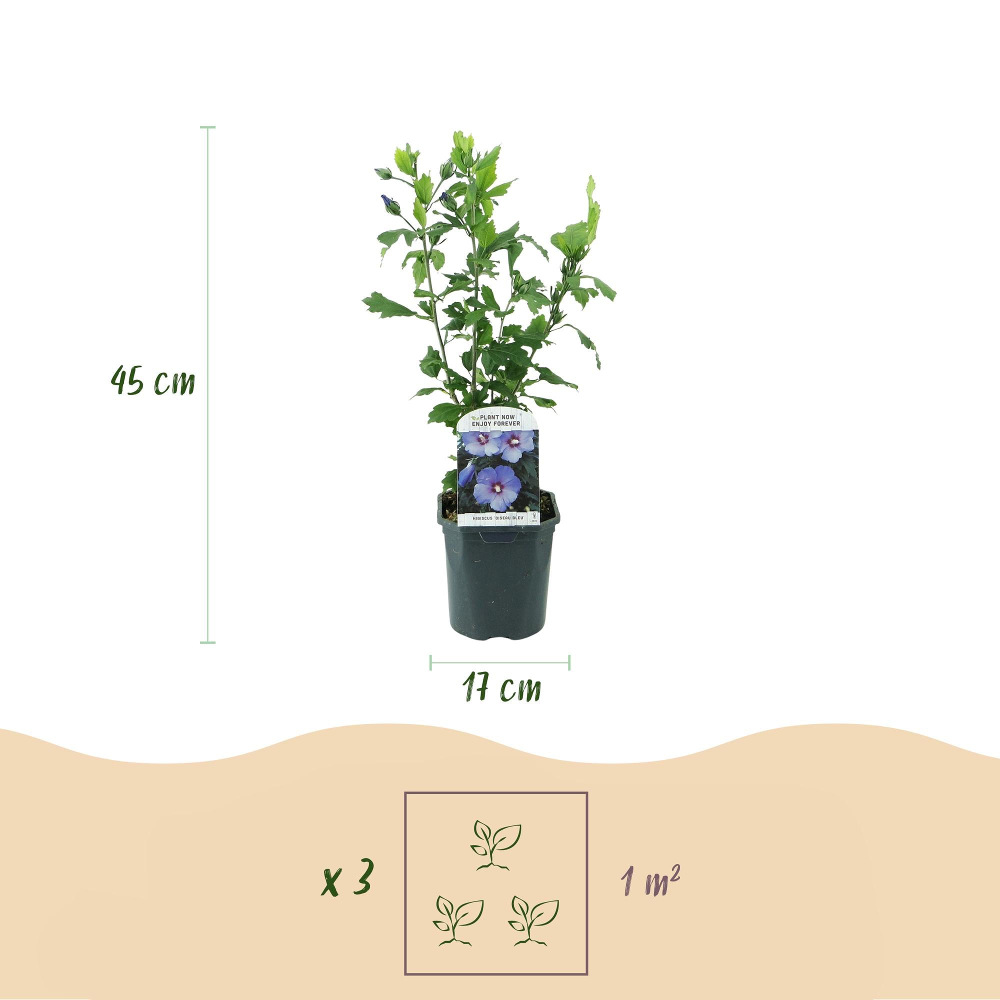 Tuinplant - Hibiscus syriacus Oiseau Blue - Tuin Hibiscus - Winterhard - Blauw - 3 Planten - Pot 17cm - Hoogte 45cm