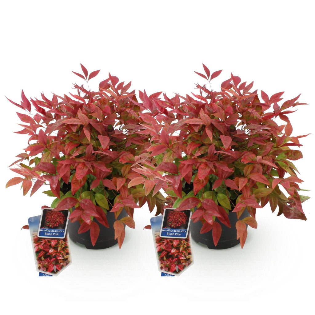 Tuinplant - Nandina Blush Pink - Donker Roze - 2 Planten - Groenblijvend - Weinig Onderhoud - Pot 17cm Hoogte 40cm