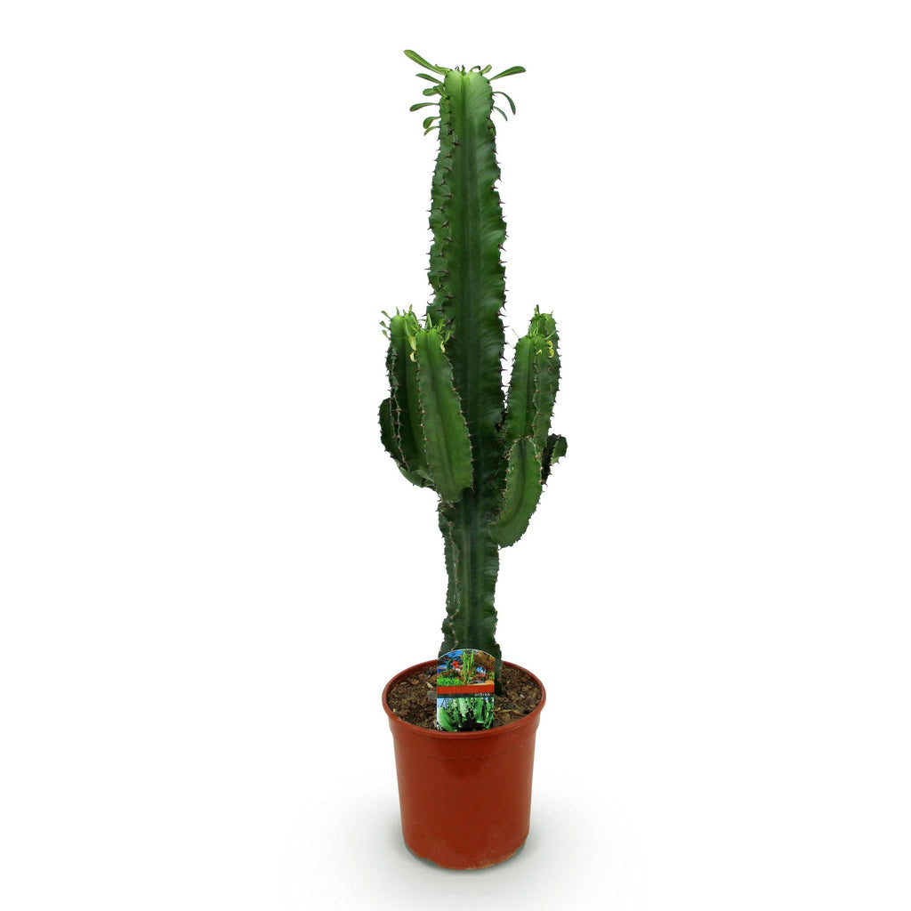 Kamerplant - Euphorbia eritrea - Afrikaanse melkboom - Weinig onderhoud - Groen - 1 - Pot 19cm - Hoogte 70cm