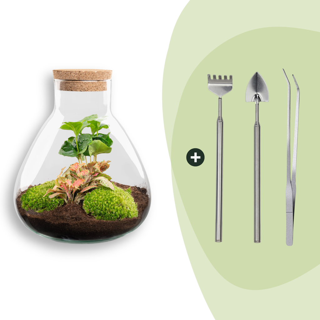 DIY terrarium - Sammie Coffea Red - Ø 22,5 cm ↑ 27 cm - Rake + Shovel + Tweezer