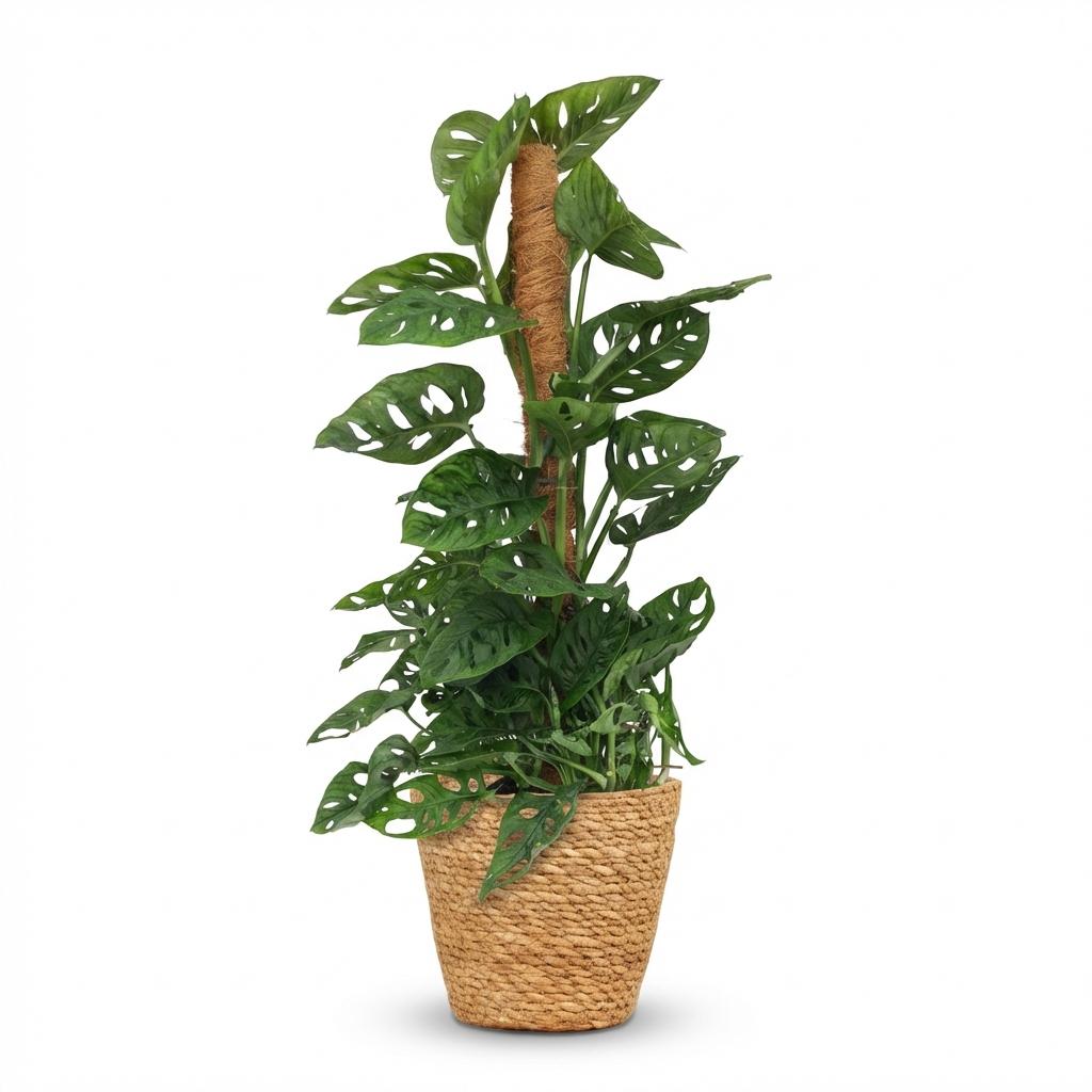Kamerplant - Monkey Mask - Monstera Andansonii Mosstok - Groen - Weinig onderhoud - 1 Plant - met Mand - Pot 19cm - Hoogte 90cm