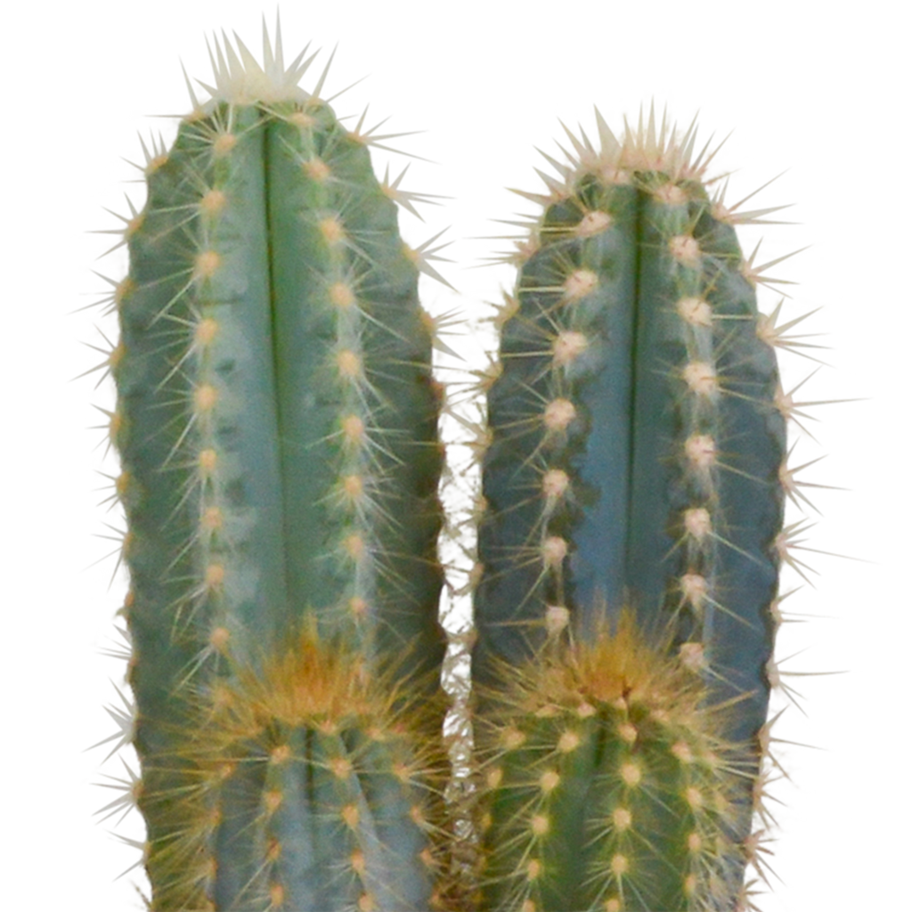 Cactus mix 10.5 cm - 3x - in witte pot
