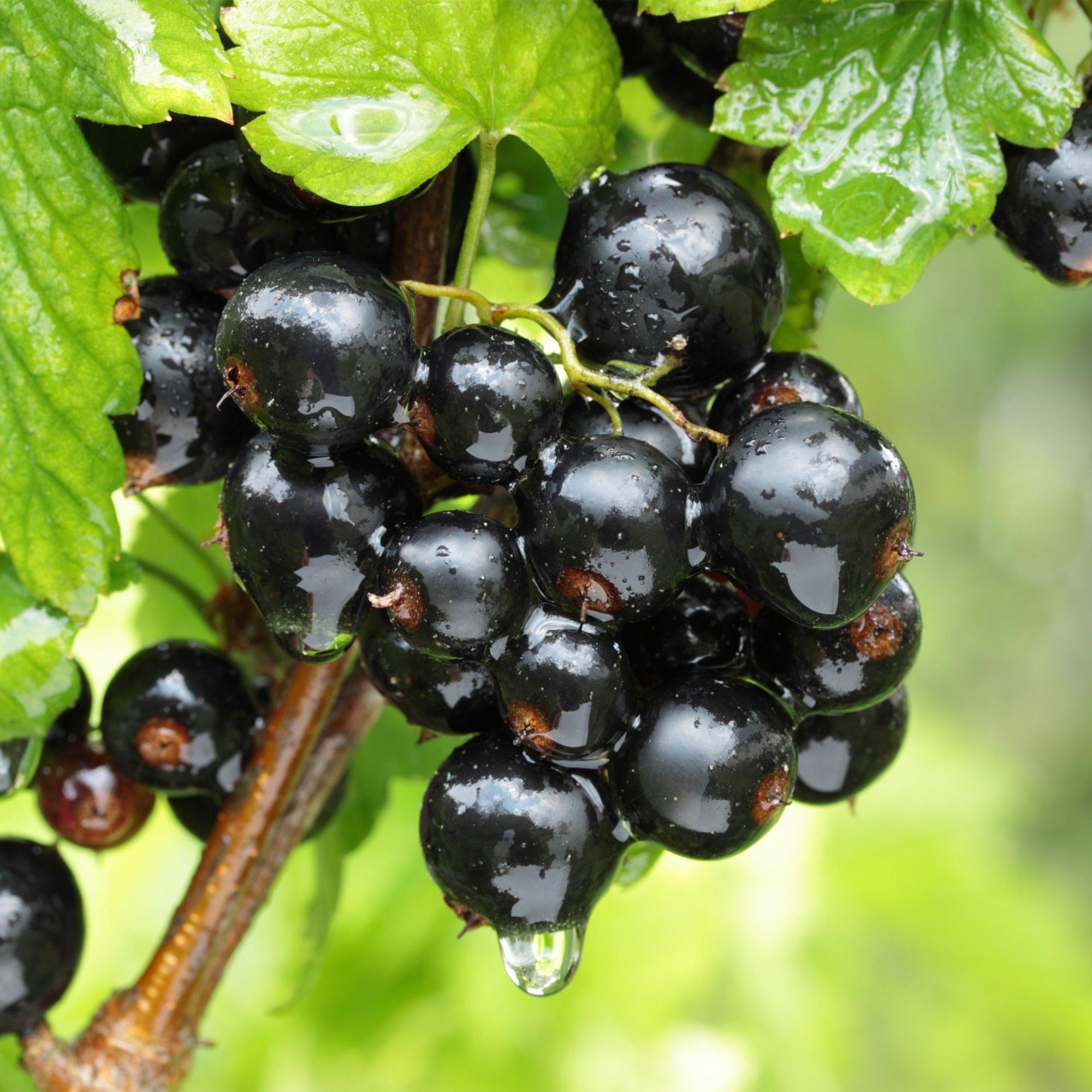 Fruitplant - Ribes nigrum Ben Nevis - Bessenplant - Winterhard - Zwarte Bes - 2 Planten - Pot 15cm - Hoogte 50cm