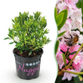 Dwerg Rhododendron - Rhododendron Bloombux Light Pink - Bloeiende Buxus - Weinig Onderhoud - Licht Roze Bloem - 1 Plant - Pot 10,5cm - Hoogte 20-25cm
